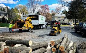 Professional Tree Services in Verona Walk, FL