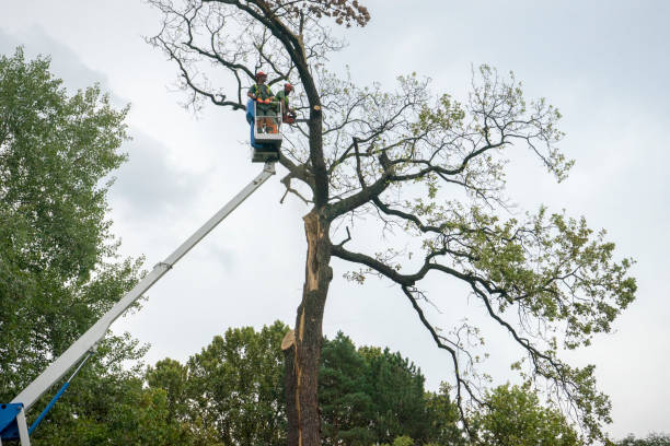 Seasonal Cleanup (Spring/Fall) in Verona Walk, FL