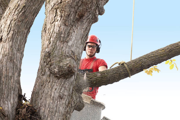 How Our Tree Care Process Works  in  Verona Walk, FL